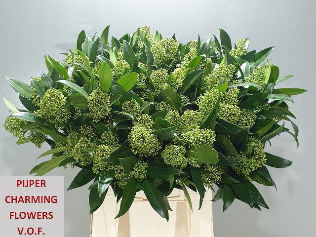 Скимия Кью Грин за пучок 45 (зел.), пуч.