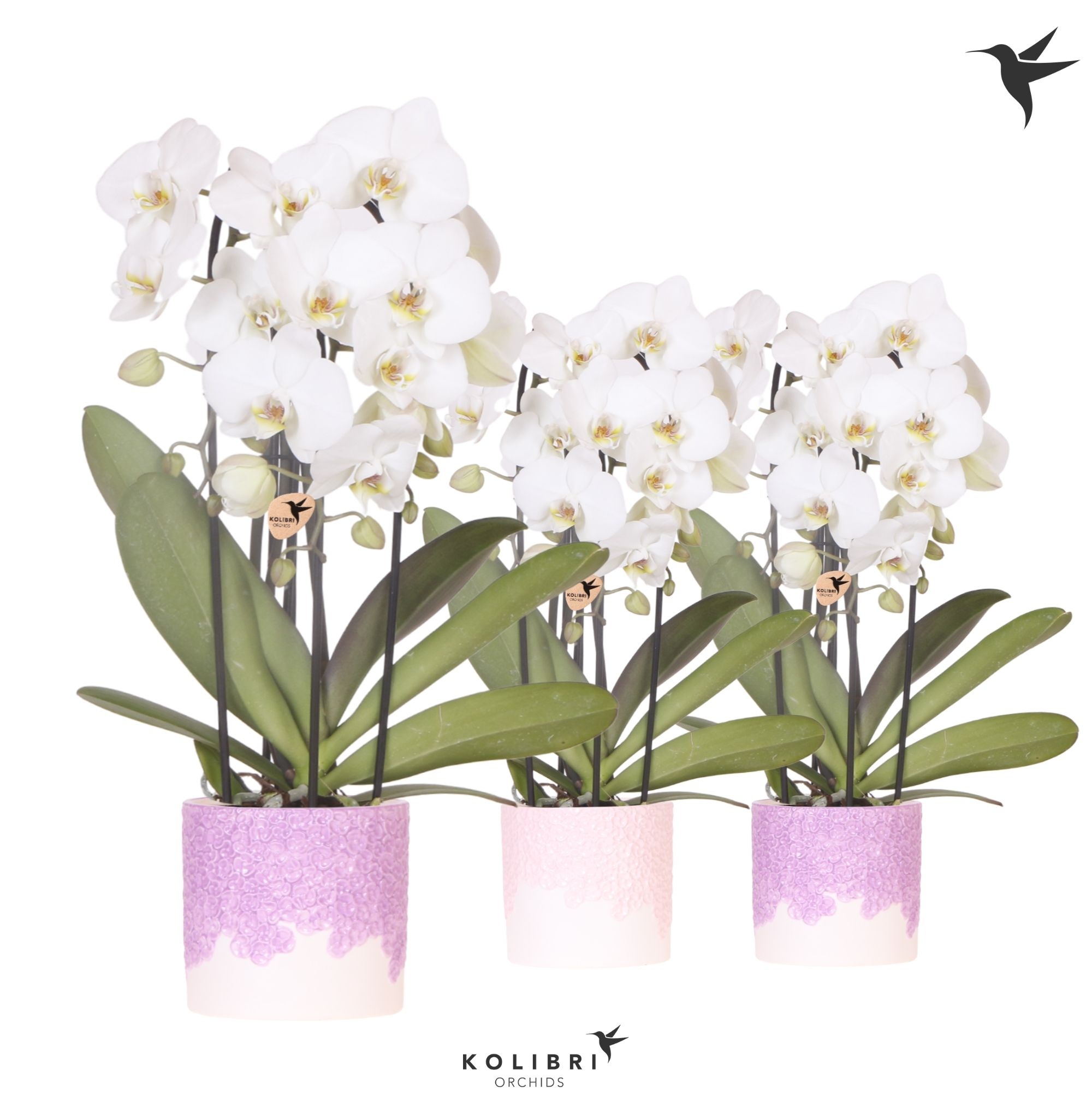 Kolibri Orchids Cascade Niagara Fall white 3 spike in Bloom pot lila mix, D 12