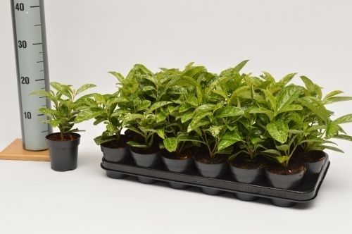 Prunus laur. Marbled White, D 9