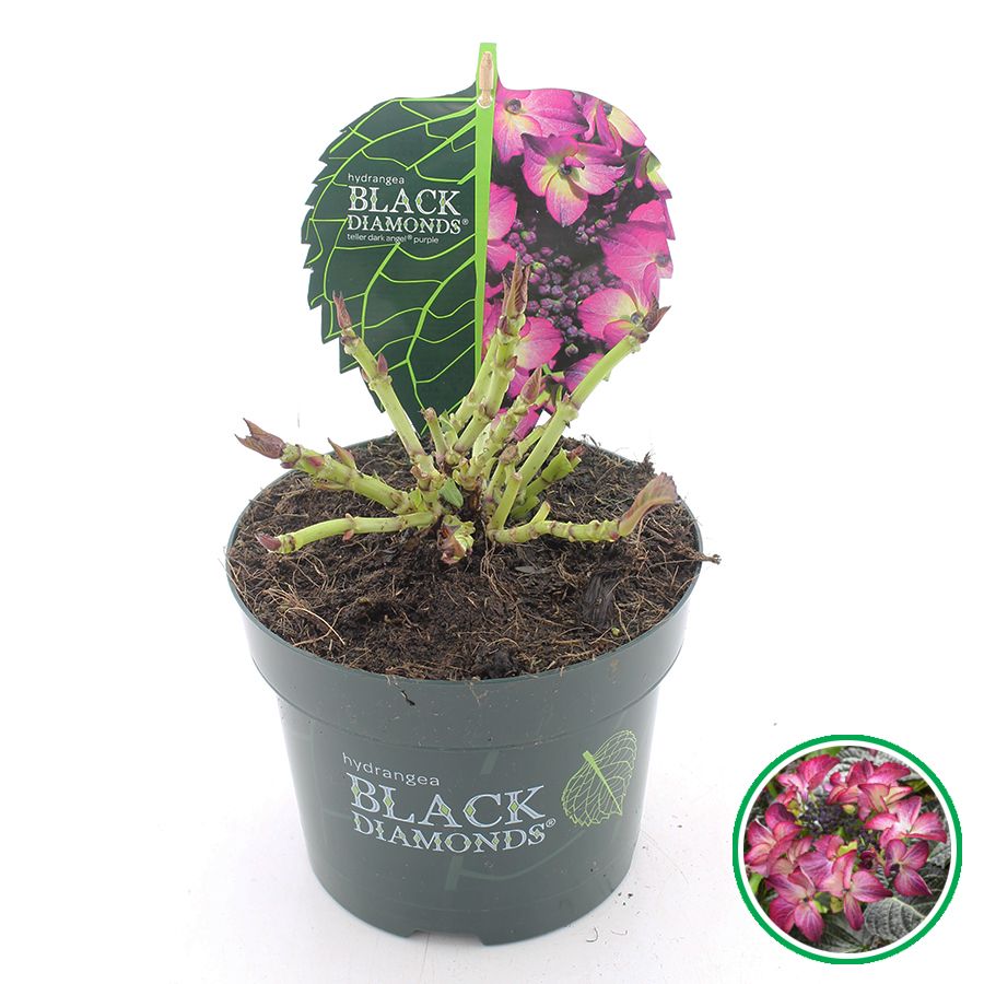 Hydrangea teller Black Diamonds® 'Dark Angel' Paars C2 (17cm.), D 17