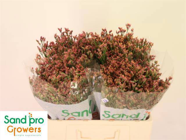 Лимониум Инка Даймонд 50, шт.