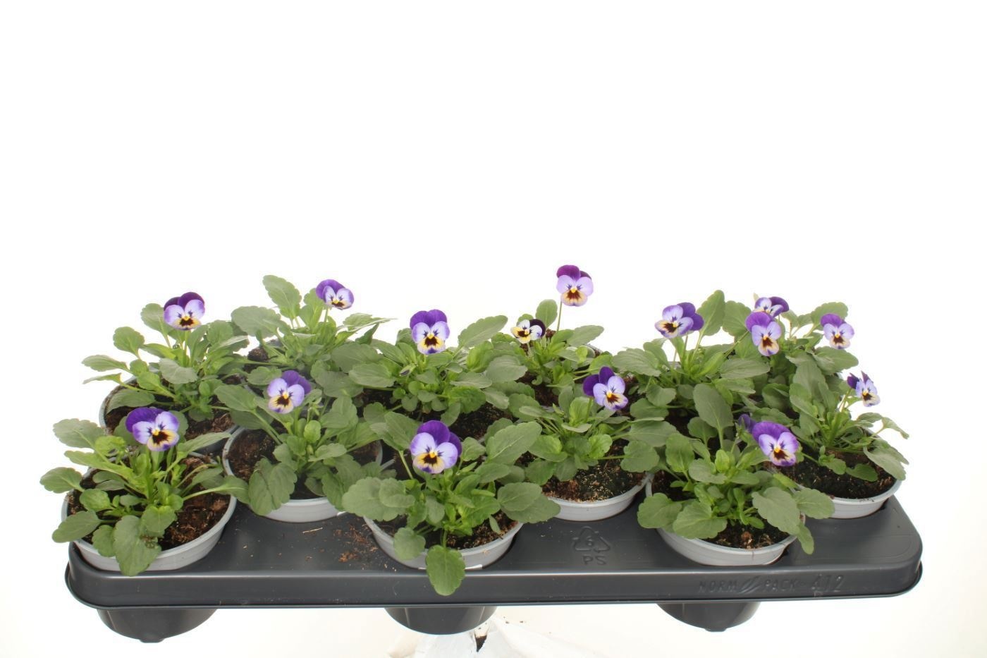 Viola cornuta Deltini Violet Blue, D 11 cm