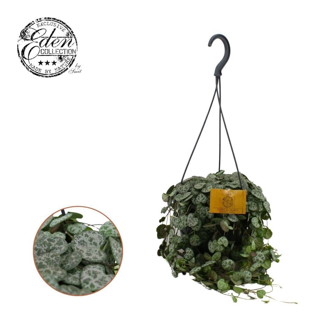 Ceropegia Woodii 15cm HP, D 15