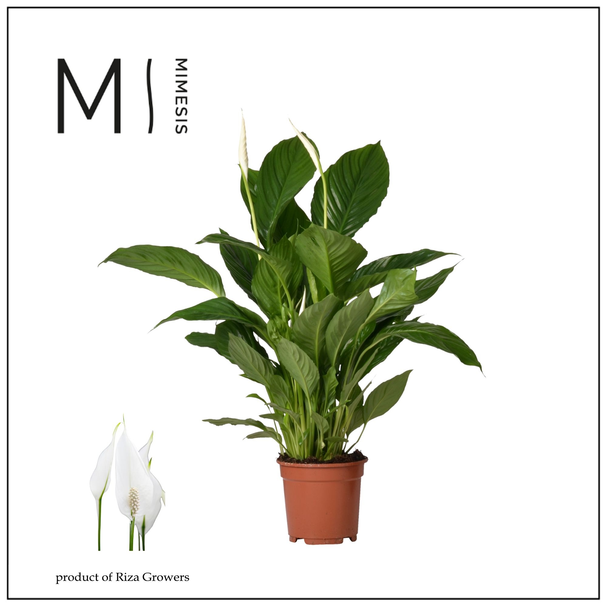 Spathiphyllum Vivaldi - 17cm | Mimesis, D 17 cm