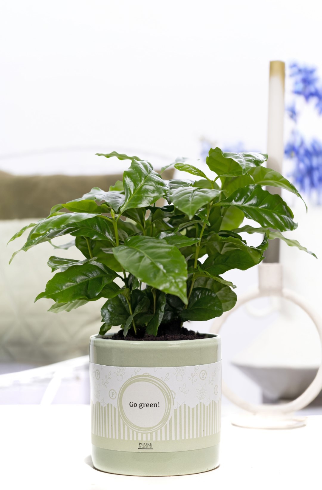 Coffea Arabica in P&P cadeau concept: GO GREEN!, D 12