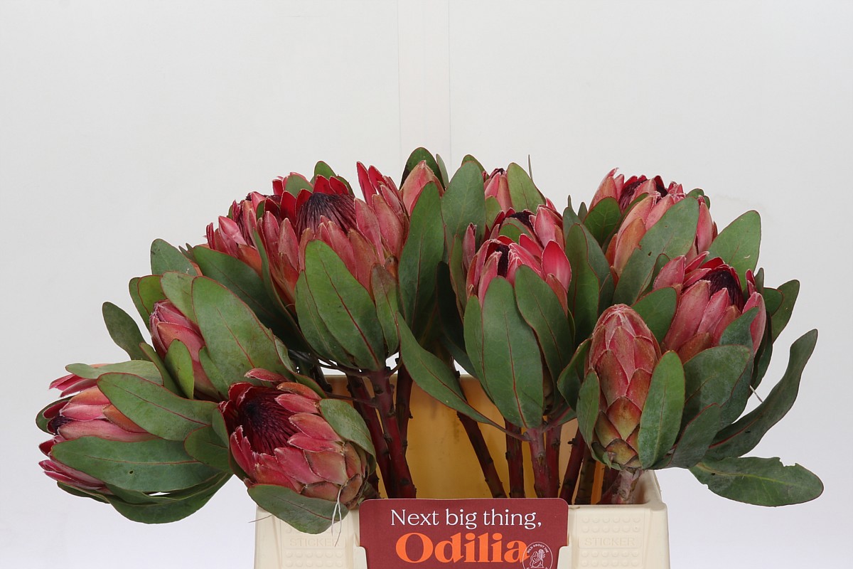 Протея Сильвия 40, шт.