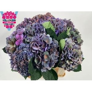 Гортензия Фабулус Анне Классик 50, шт.