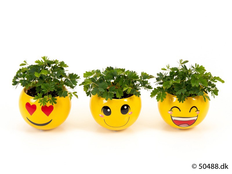 MIMOSA PUDICA E 2977, D 6