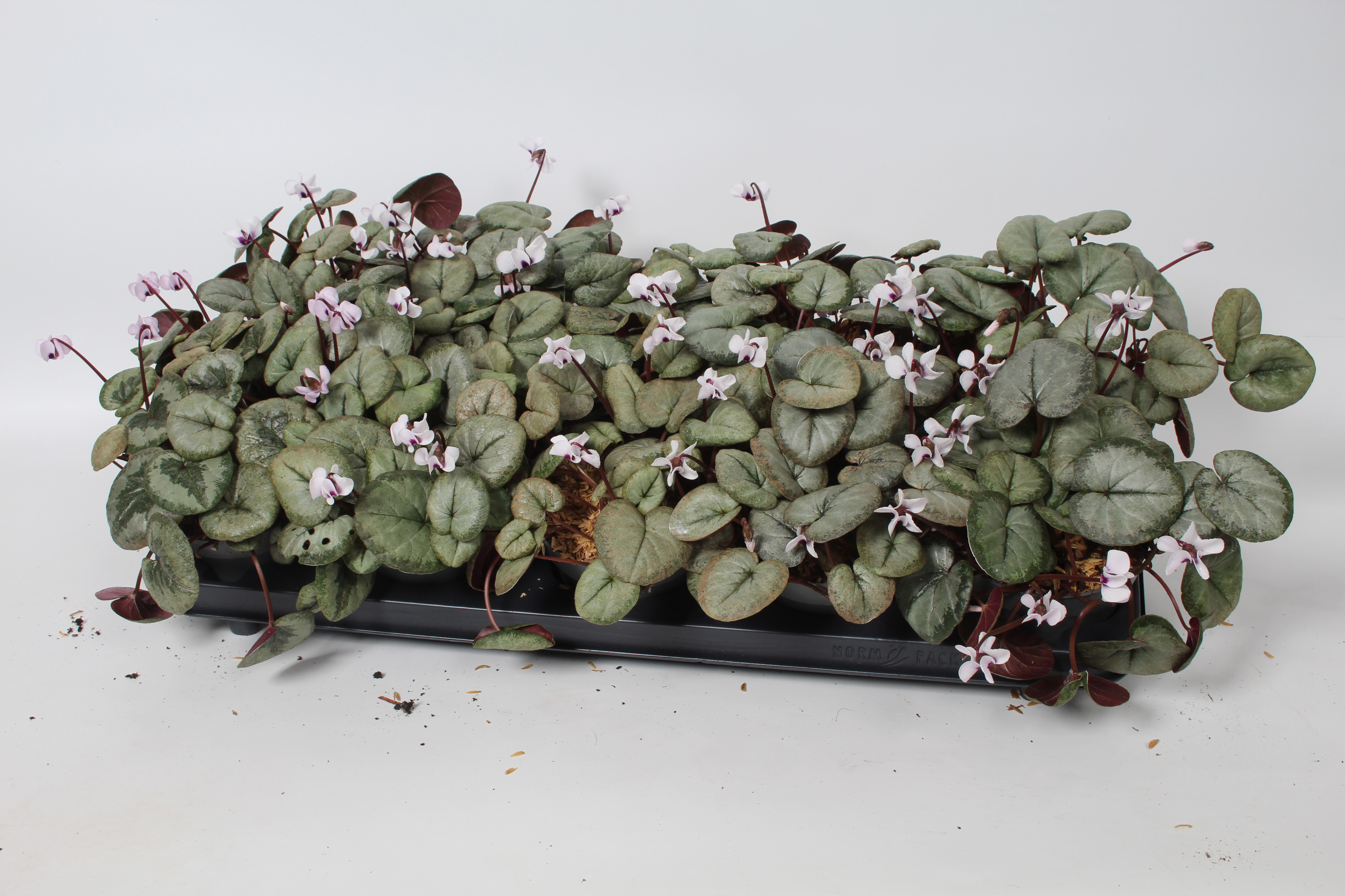 Cyclamen coum Wit met grijs blad, D 10,5