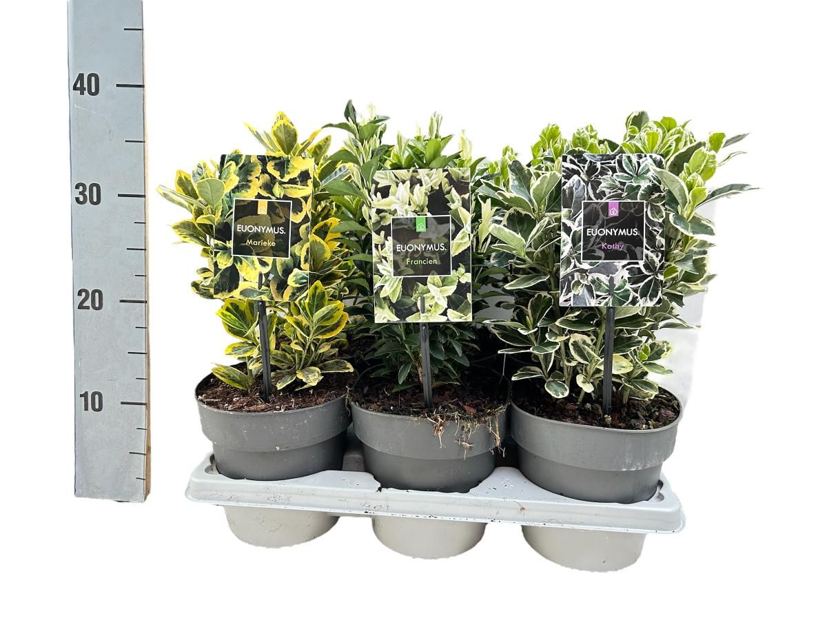 Euonymus Gemengd, D 15