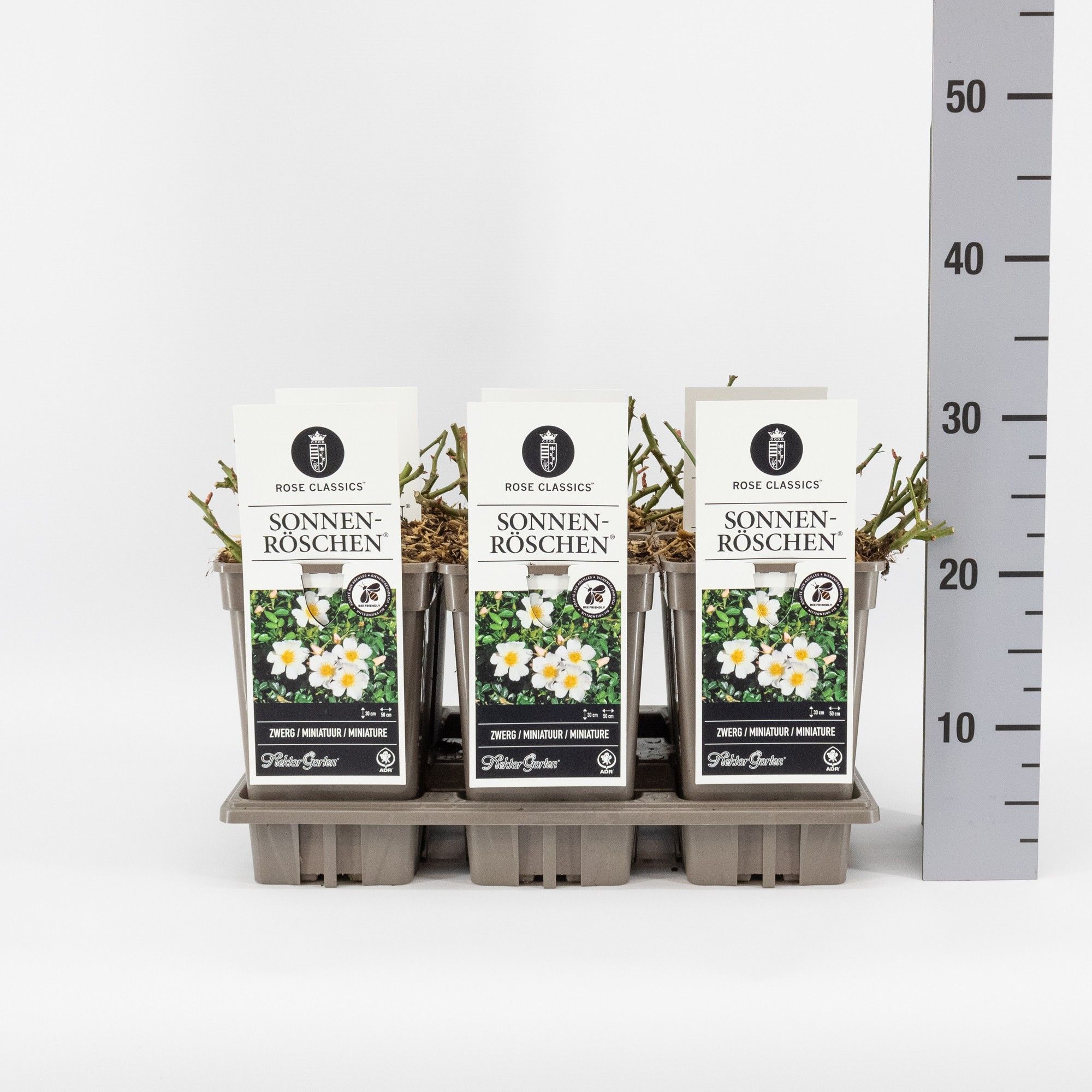 Rosa (M) Sonnenröschen ®, C3, D 17