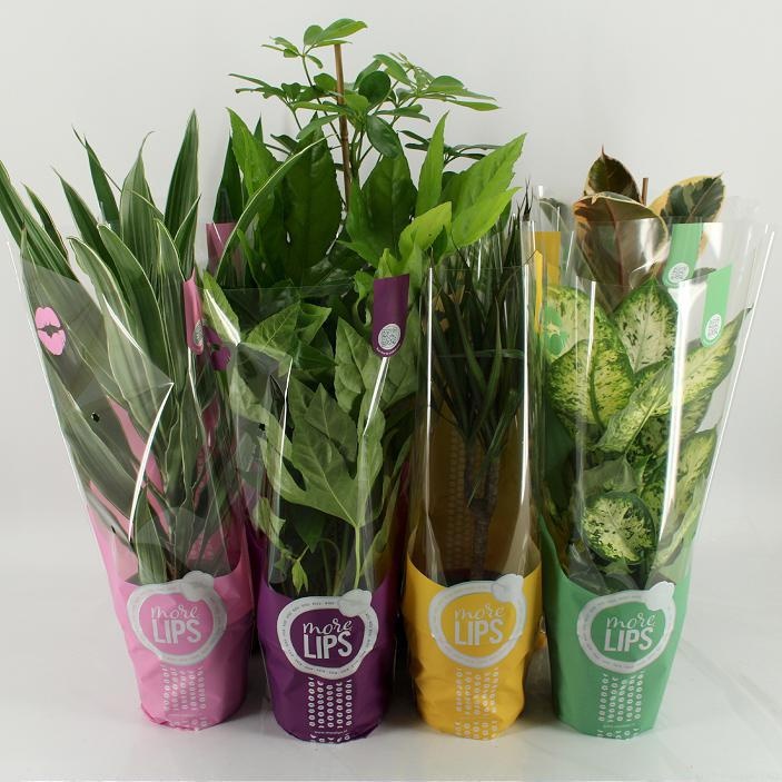 M-8ML Mixplanten More Lips hoes, D 17