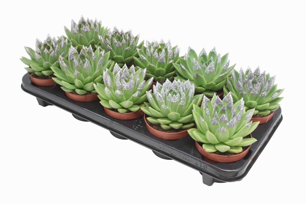 Miranda + silver Natureglit® points, D 10,5 cm