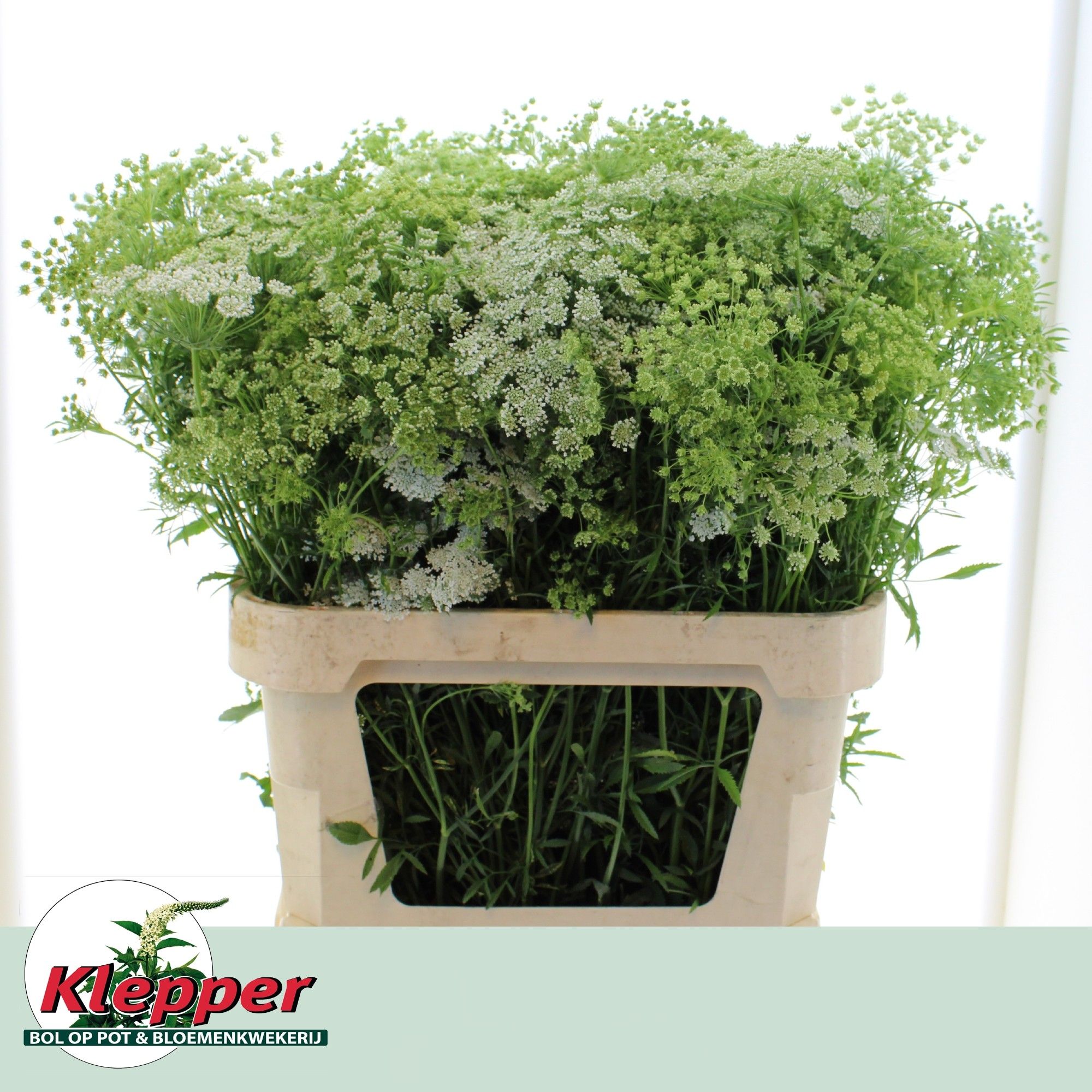 Амми Маюс Грэйслэнд 80, шт.