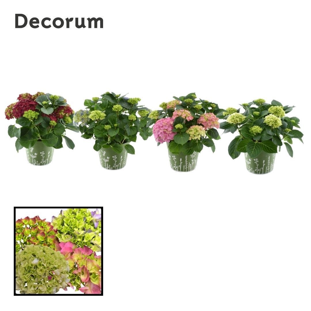 Hydrangea Bol diverse kleuren 7 - 12 kop in zink groen (Decorum), D 23