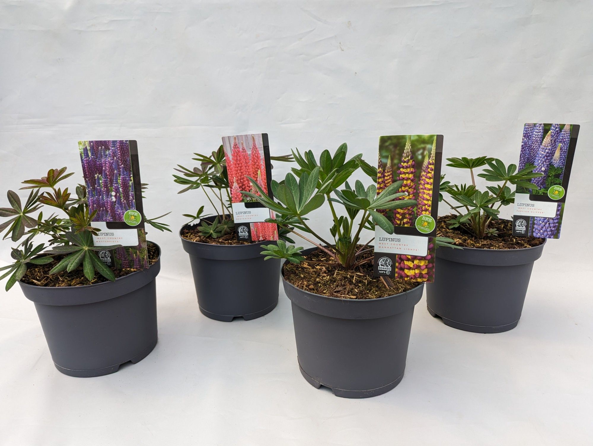 Lupinus 'West Country' Mix Kar - 23 cm, D 23