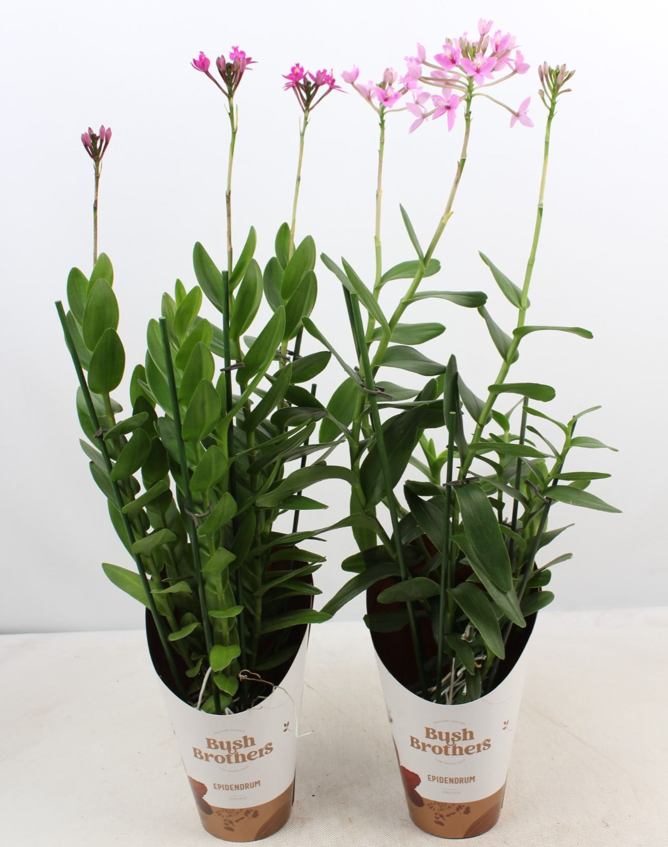 Epidendrum mix 3 tak, D 12