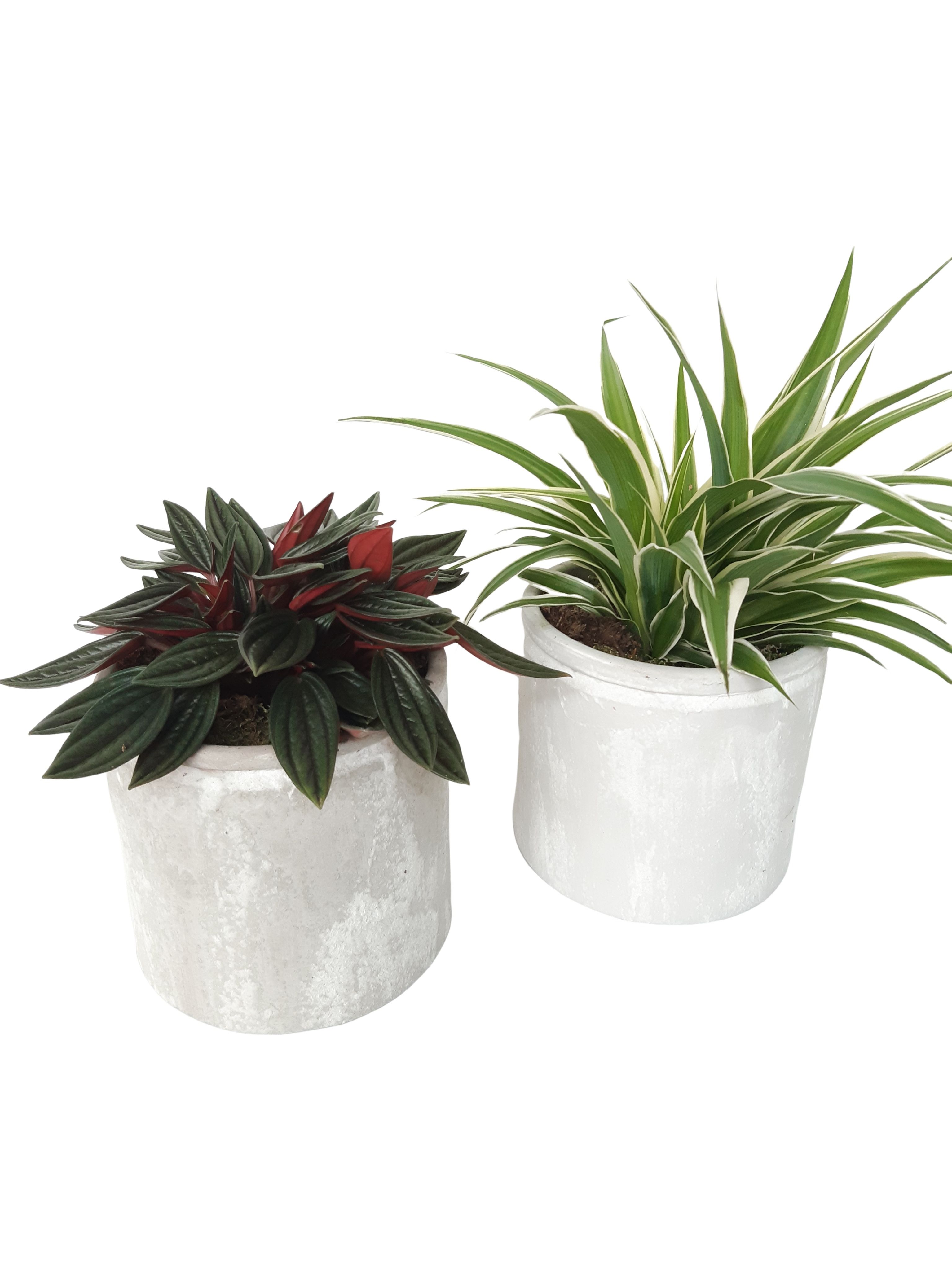 PP14WHI Planter Pot Keramiek 14cm Chlorophytum, Peperomia Mix, D 14