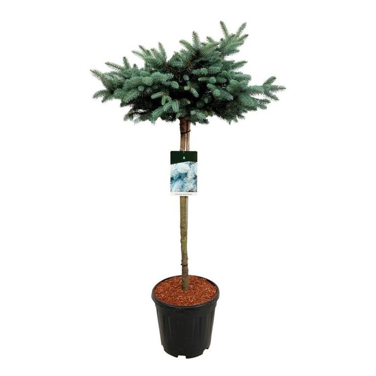 Picea pung. 'Glauca Globosa', D 32