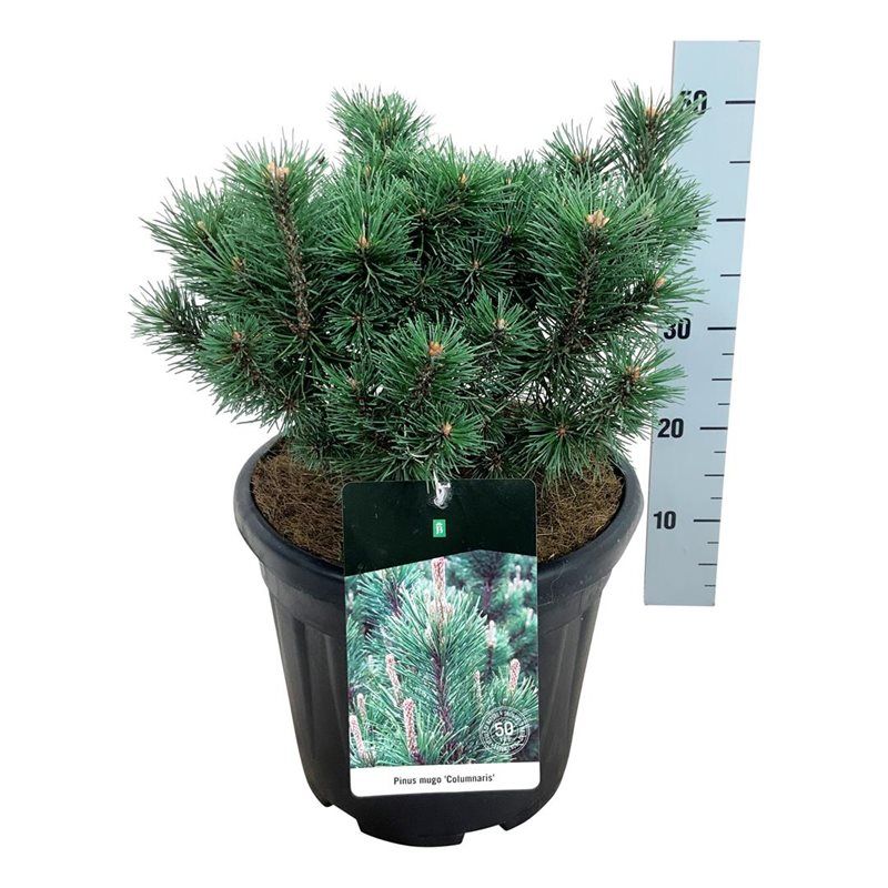 Pinus mugo 'Columnaris', D 32