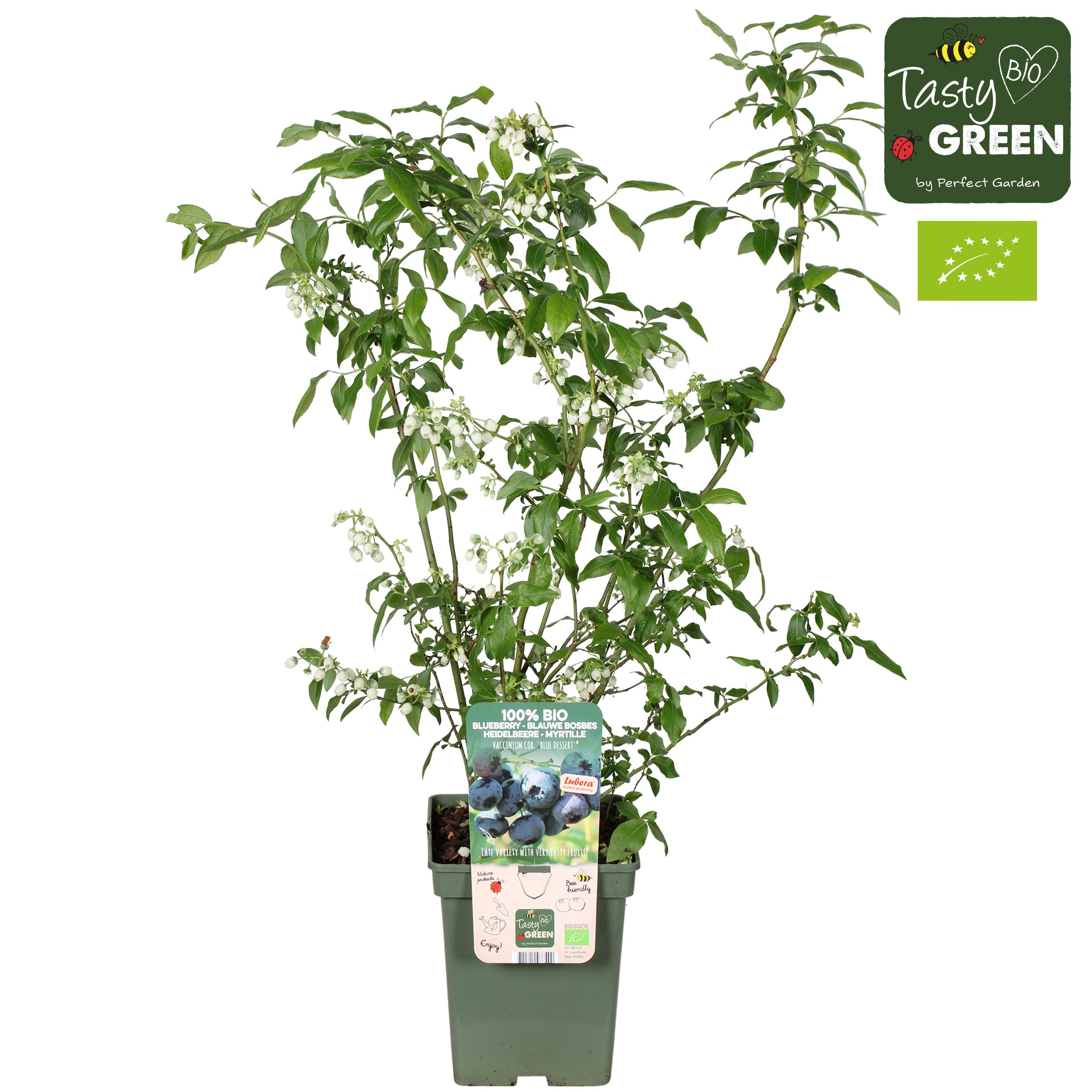 Vaccinium corymbosum 'Blue Dessert'® Bio P23, D 23
