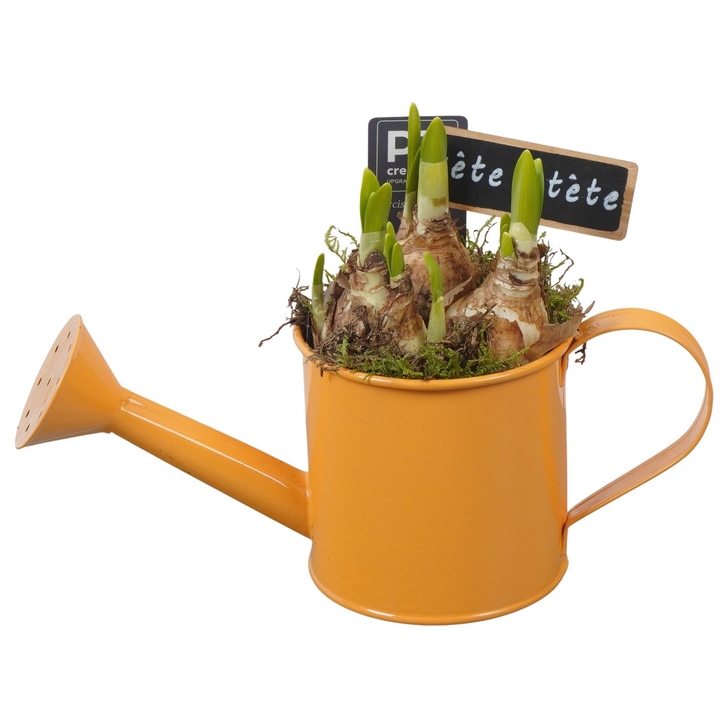 PTN8538 Arrangement Narcissus in zink gieter, D 9