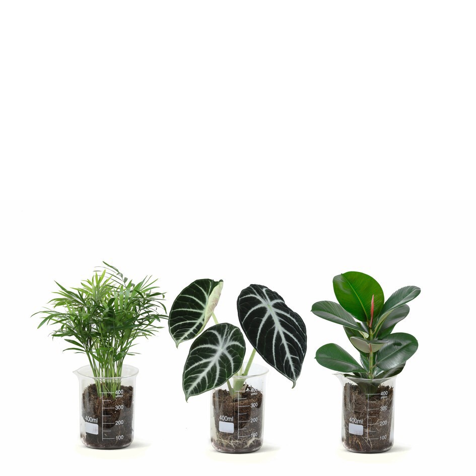 GREEN MIX 30912000 Lab Glass, D 10 cm