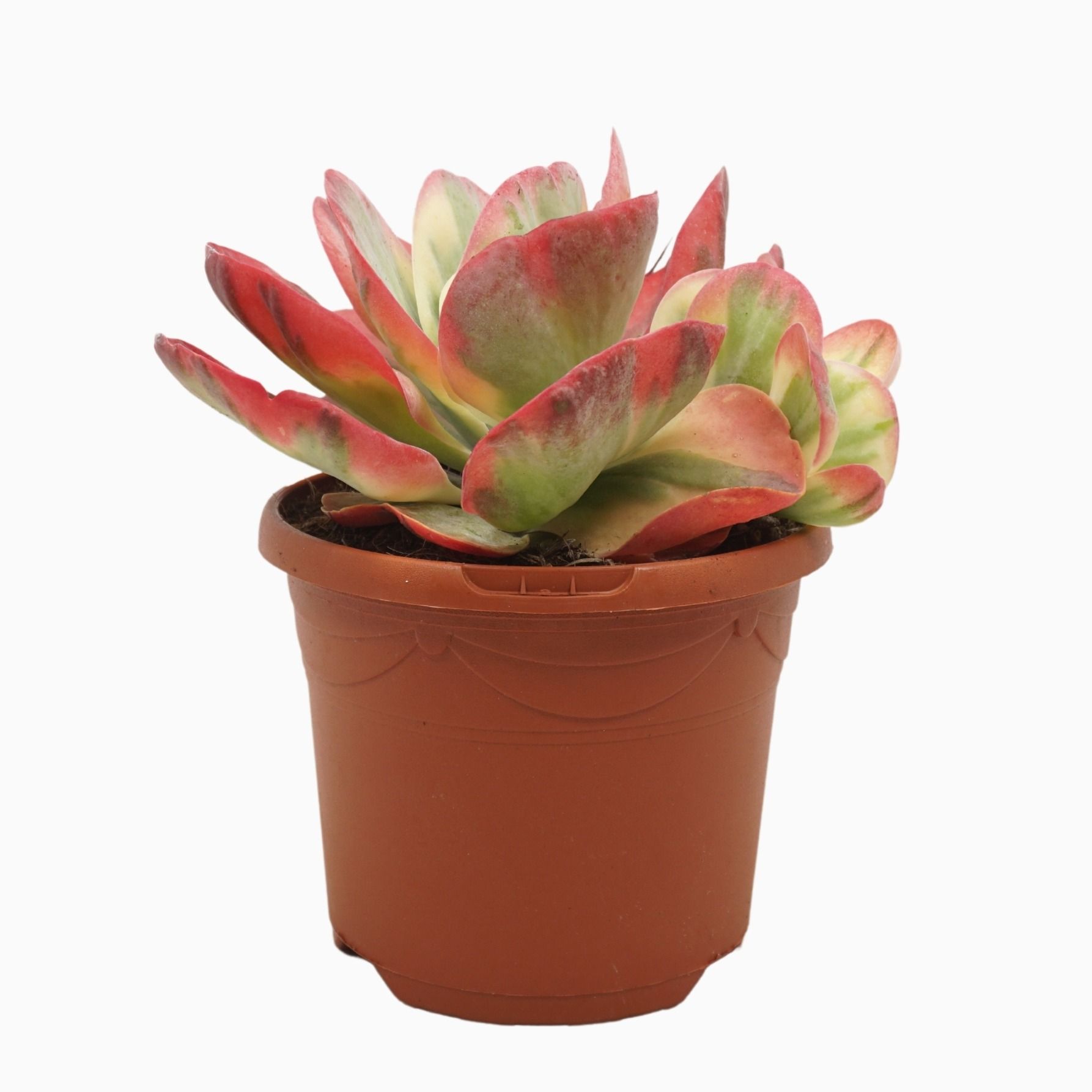 Kalanchoë thyrsiflora variegata 17 cm, D 17