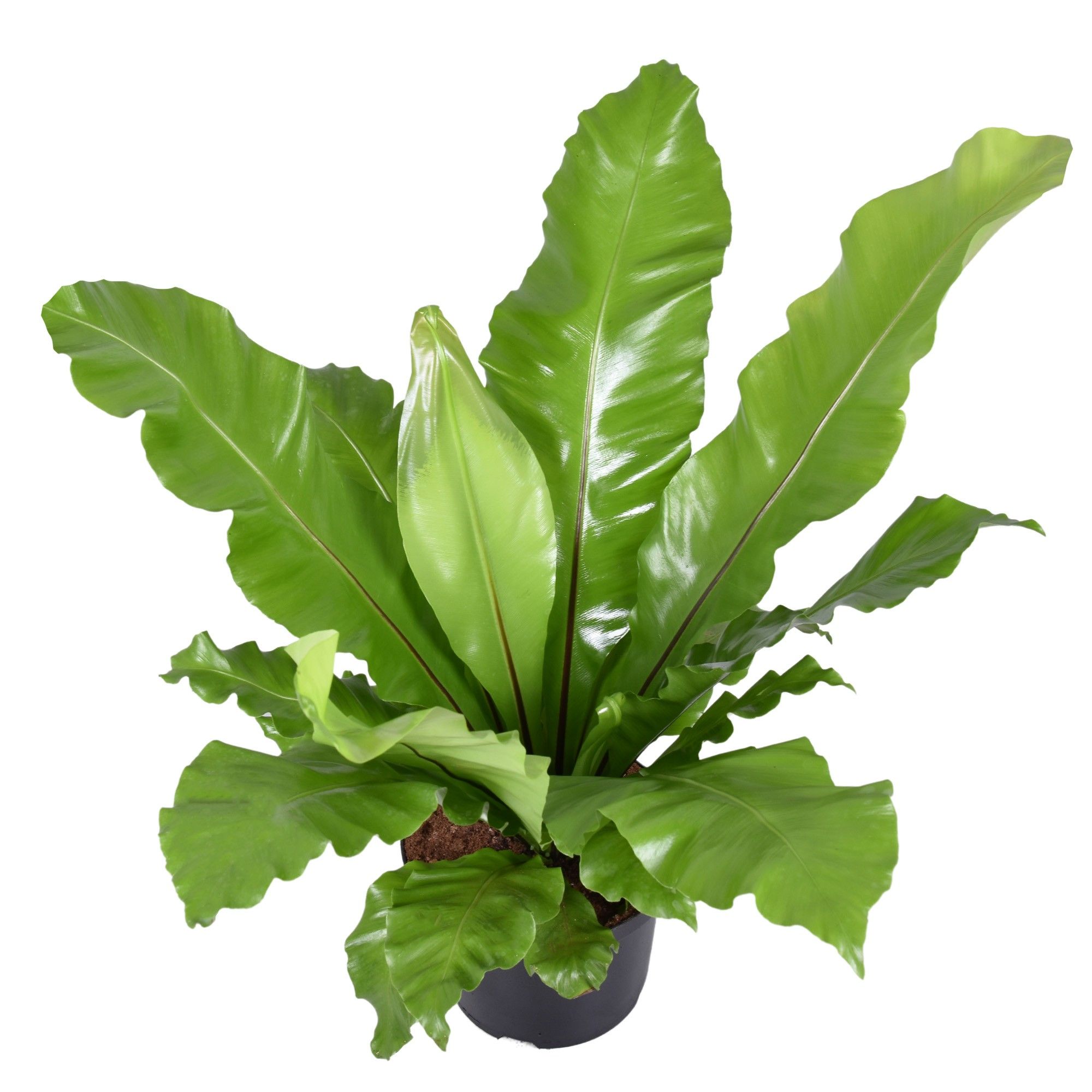 Asplenium nidus, D 23