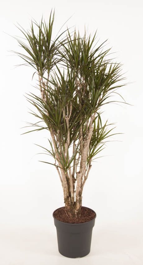 Dracaena Marginata vertakt P31 - 160, D 31