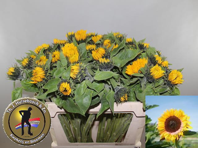 Гелиантус Санрич Оранж 75, шт.