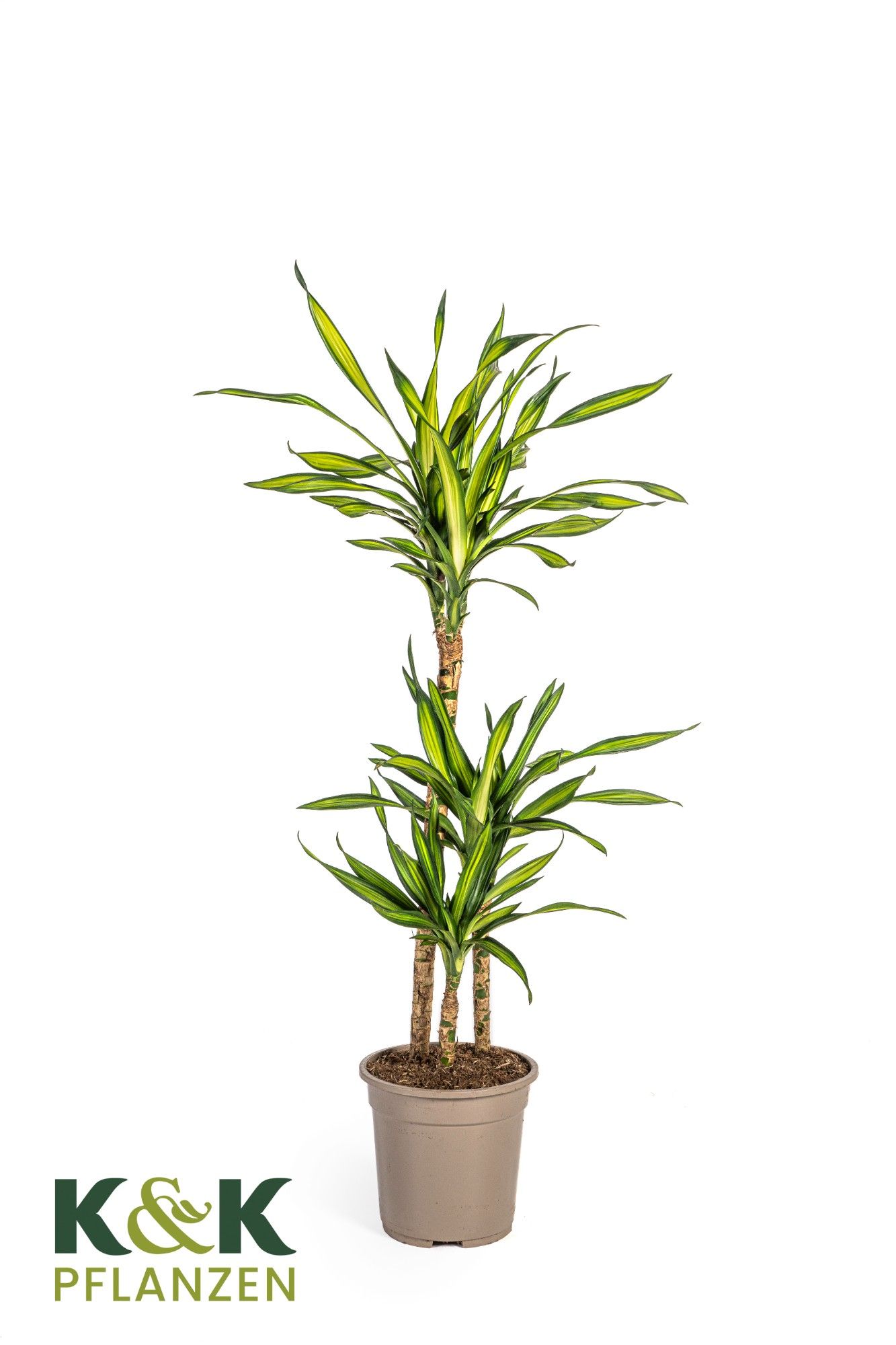 Dracaena Riki T21, D 21
