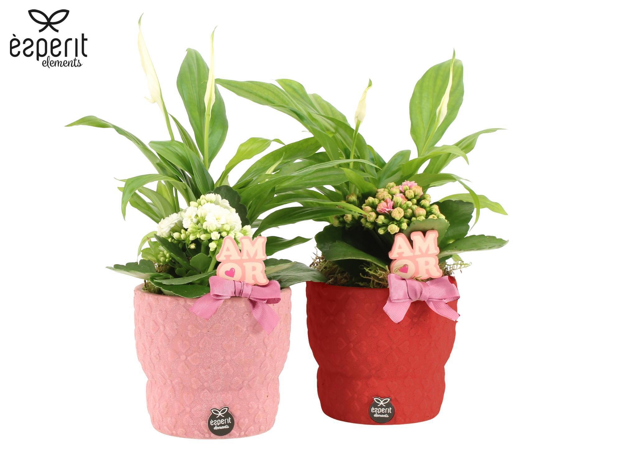 22041: Lovess arrangement, D 12