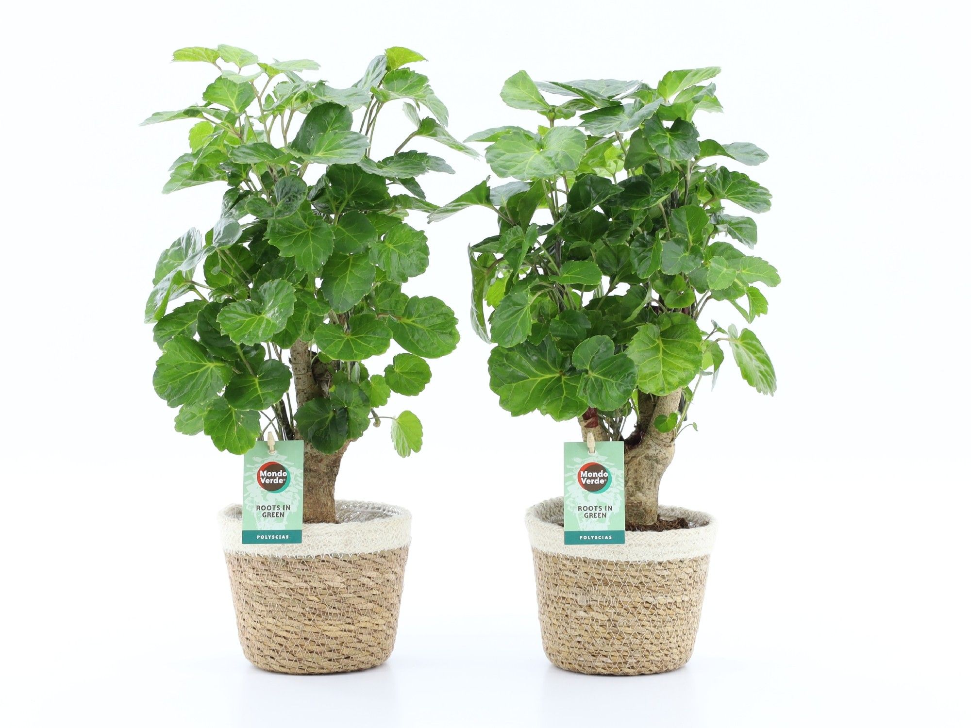 Polyscias Green Lemon in Noah Korb, D 14