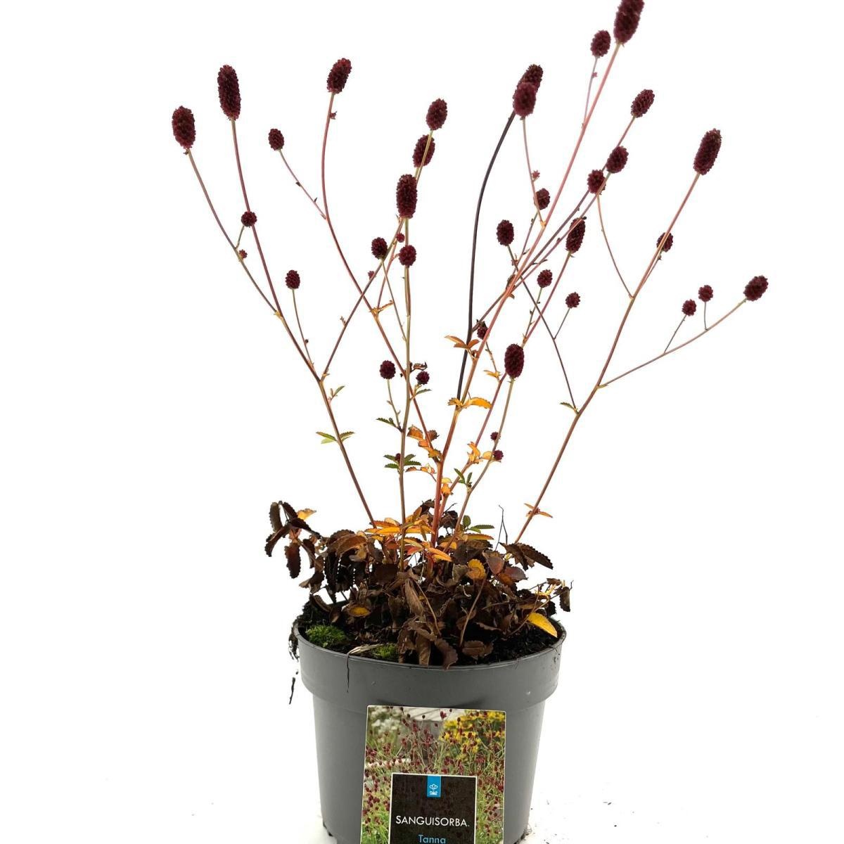 Sanguisorba o. 'Tanna', D 17