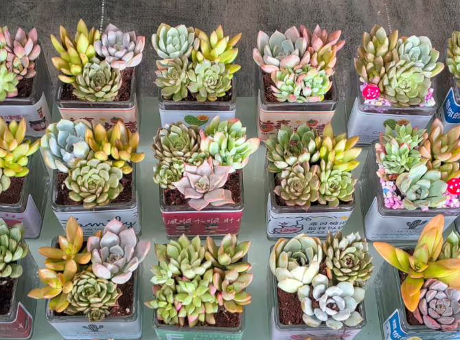 Суккулент микс в стекл кашпо 11 17 11 15