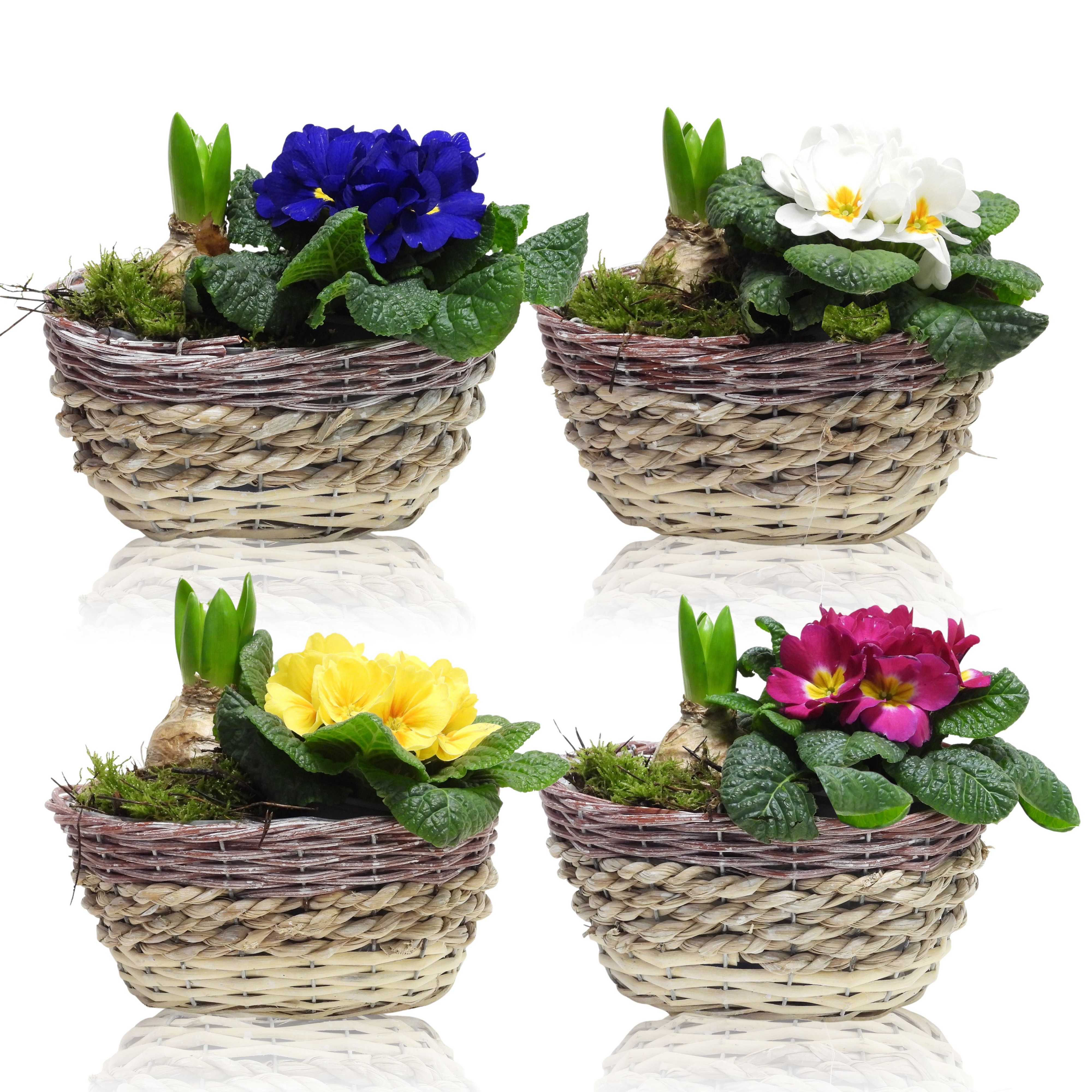 Early Spring Specials Arrangement Hyacint Ovaal 21 cm, D 21