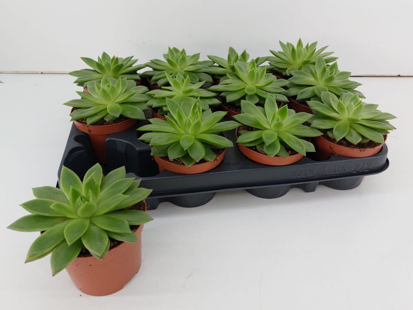 Echeveria Agavoides P9, D 9