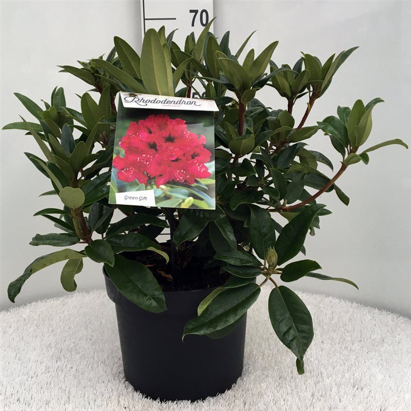 Rhodo. 'Marie Forte' red, D 29