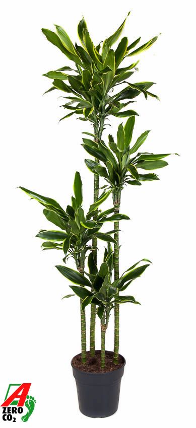 Dracaena Gold Coast 120-90-60-30, D 27