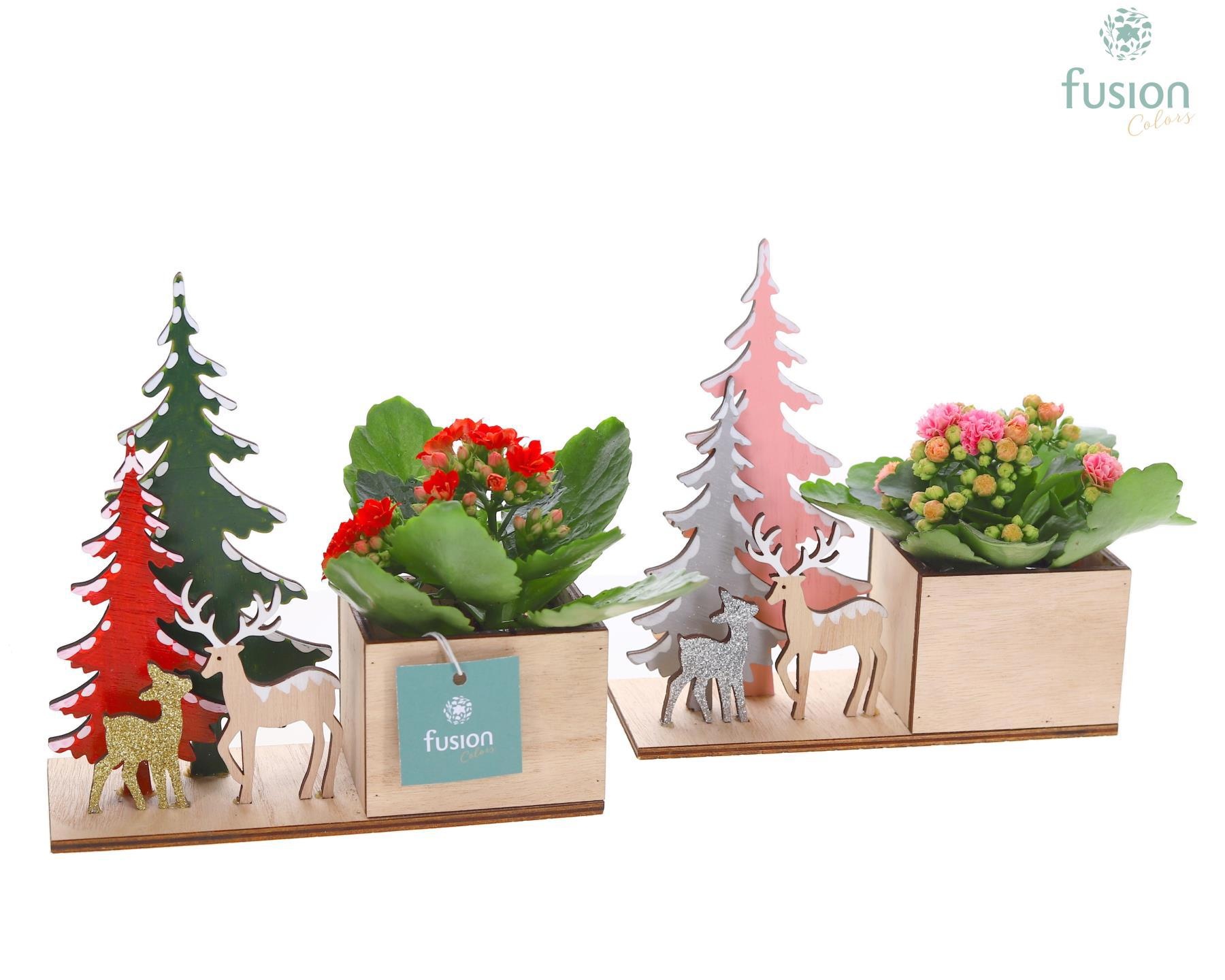 Kerst planter hout met Kalanchoe, D 18 cm