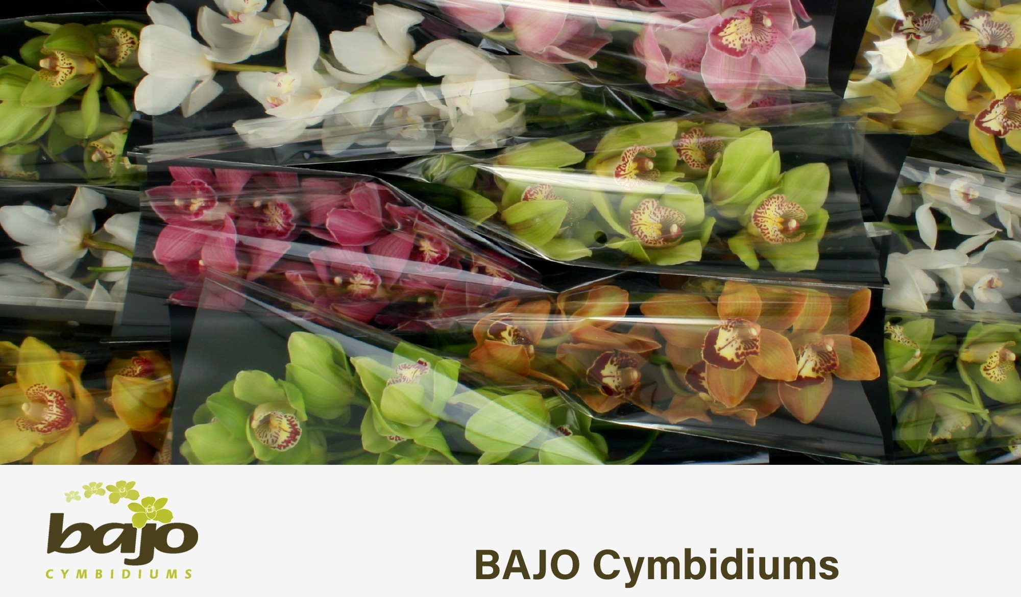 Цимбидиум Микс x12 50, шт.