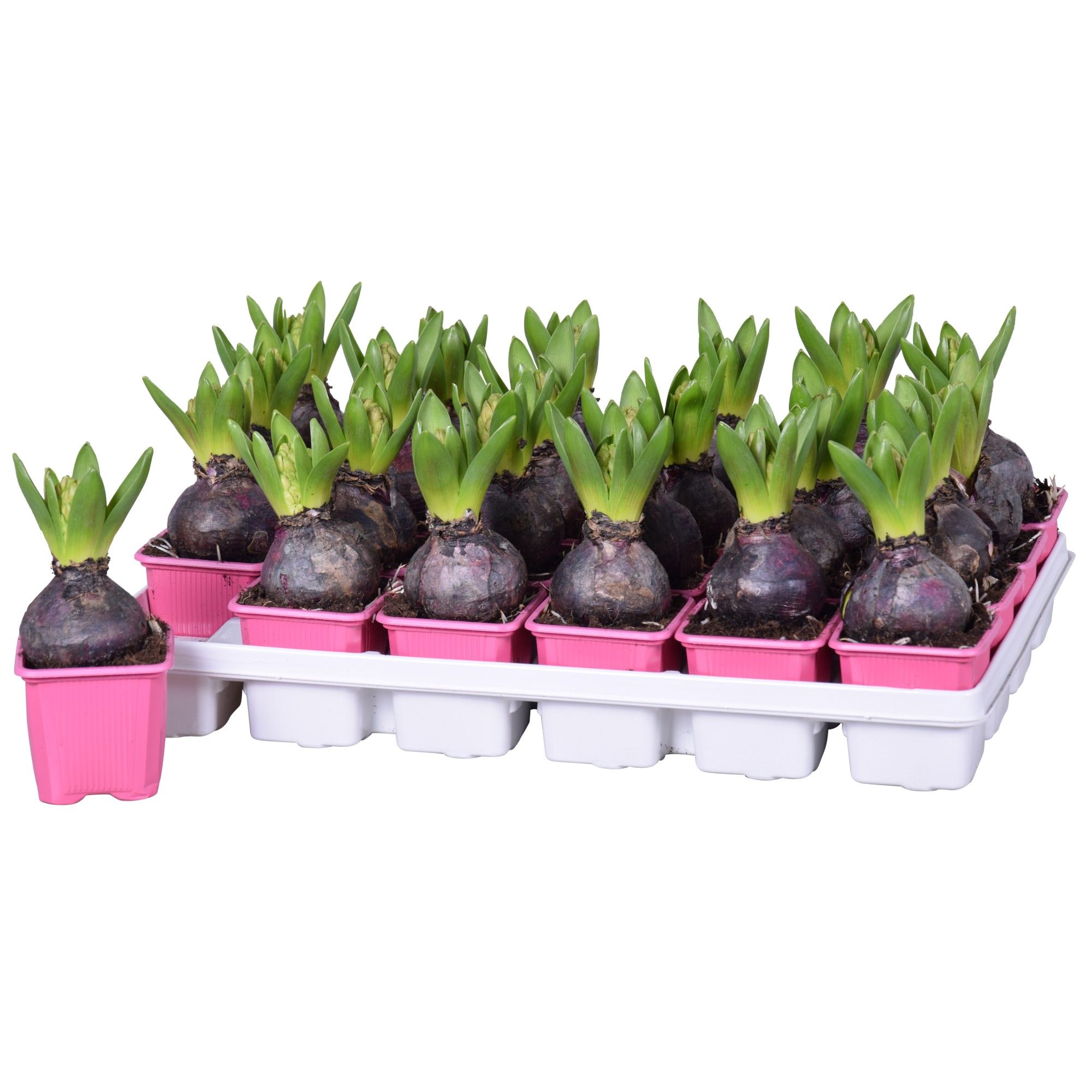 Hyacinthus Pink Pearl, D 7 cm