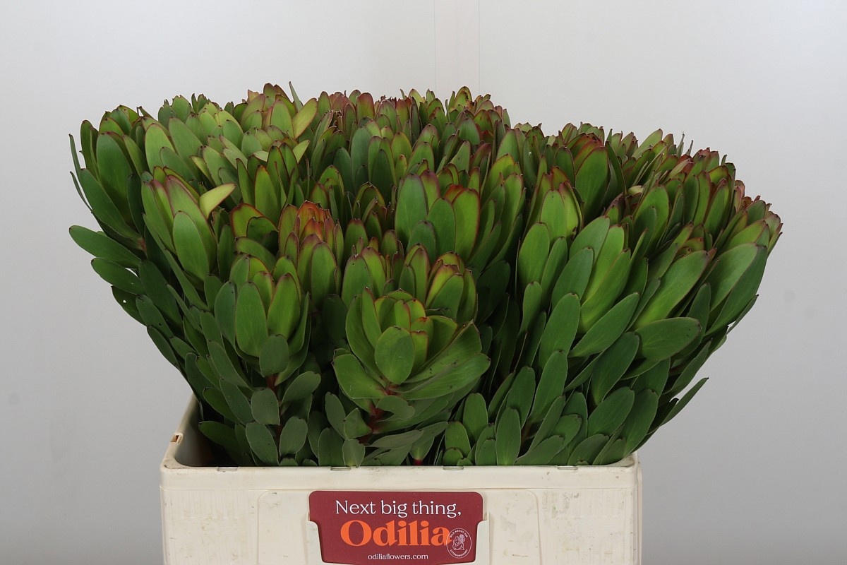 Леукадендрон Сафари Голдстрайк 60, шт.