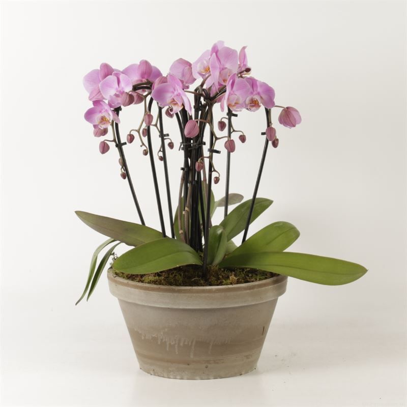 Phalaenopsis Elegant Cascade Sarah schaal grijs sixboga roze met platmos, D 27