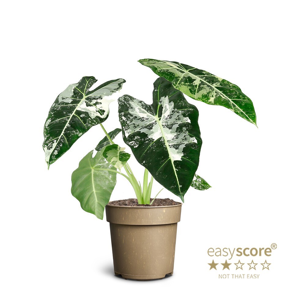 ALOCASIA MICHOLITZIANA ‘FRYDEK’, D 11