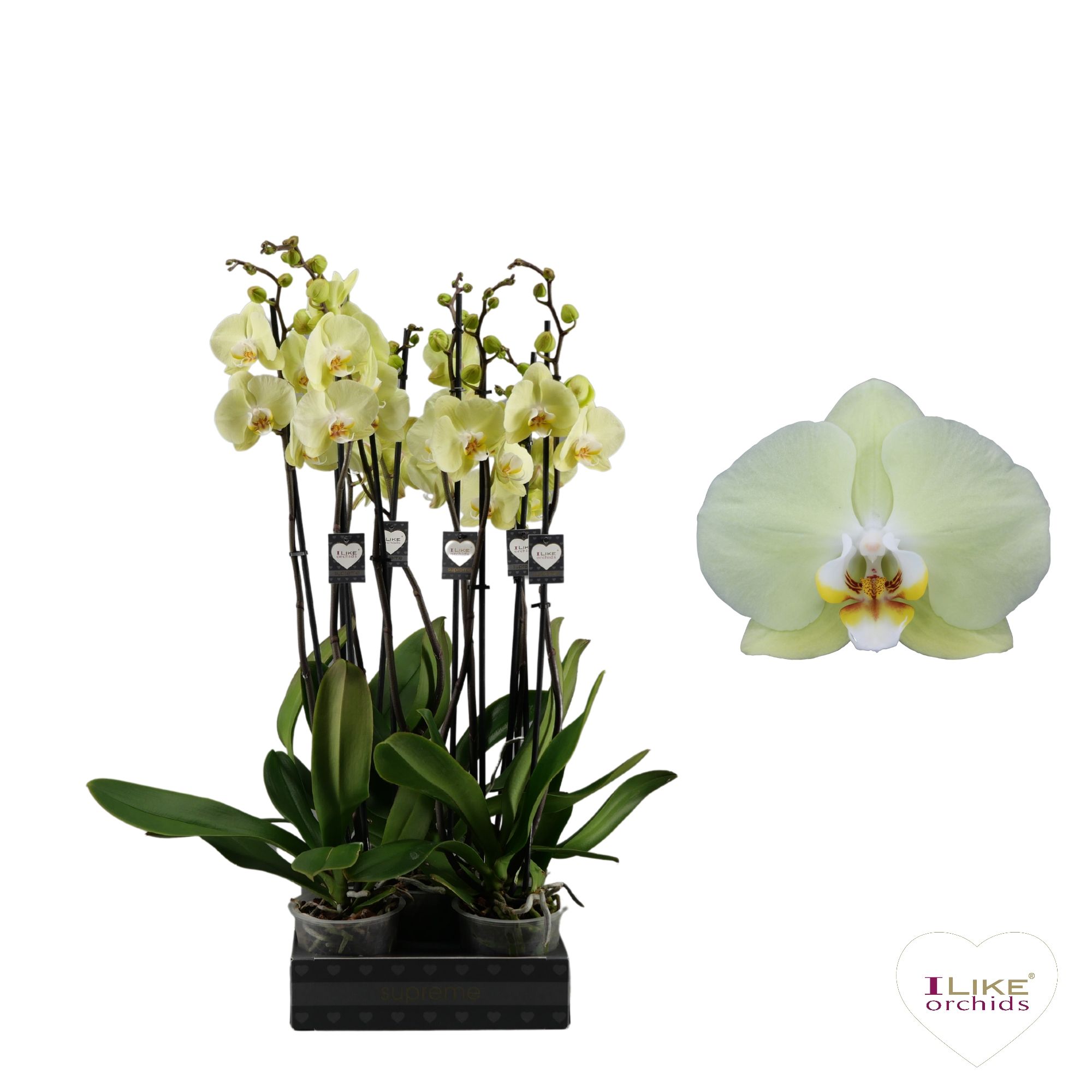 Phalaenopsis Golden Coin - 2 tak 60cm, D 12