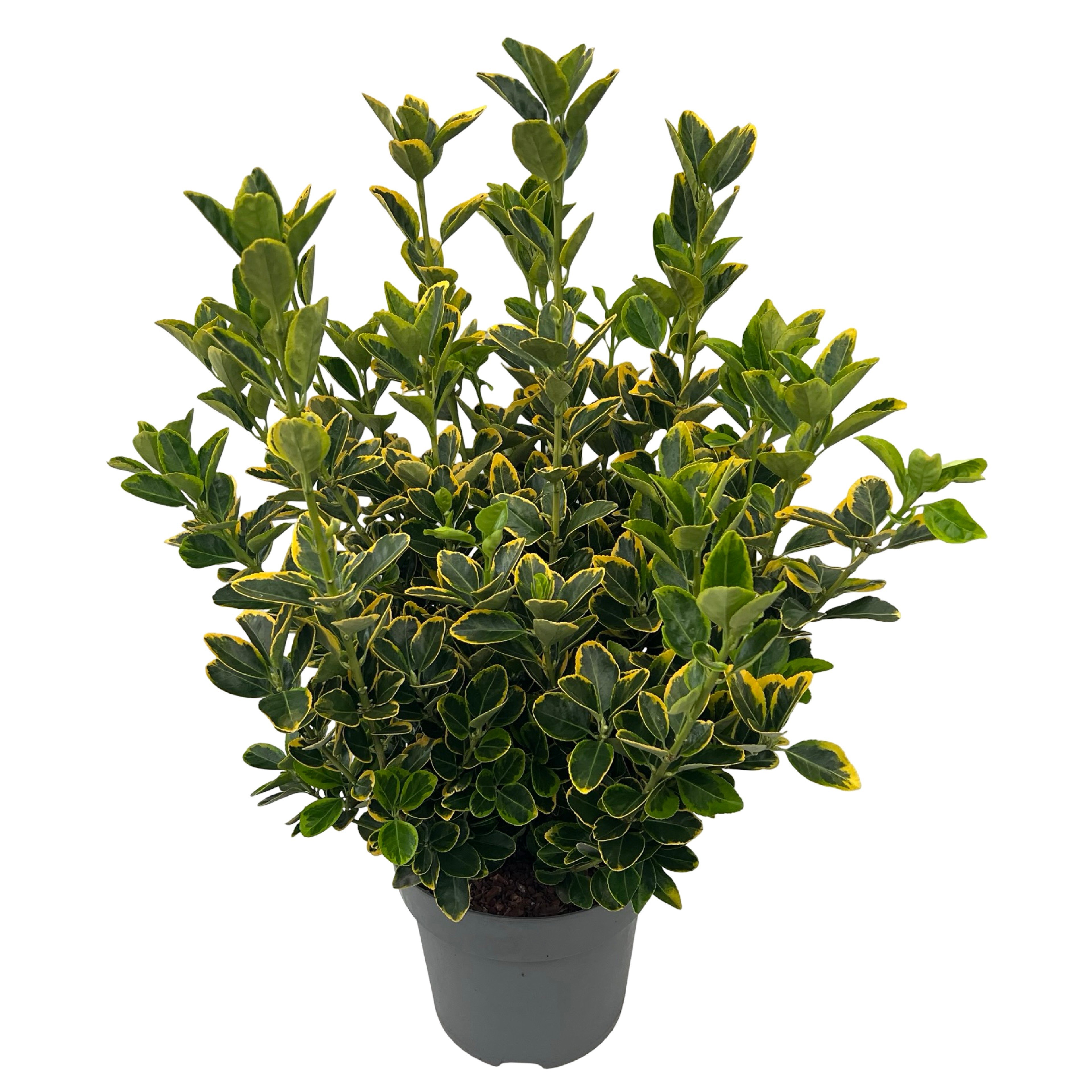 Euonymus jap. 'Aureomarginatus' sense, D 27