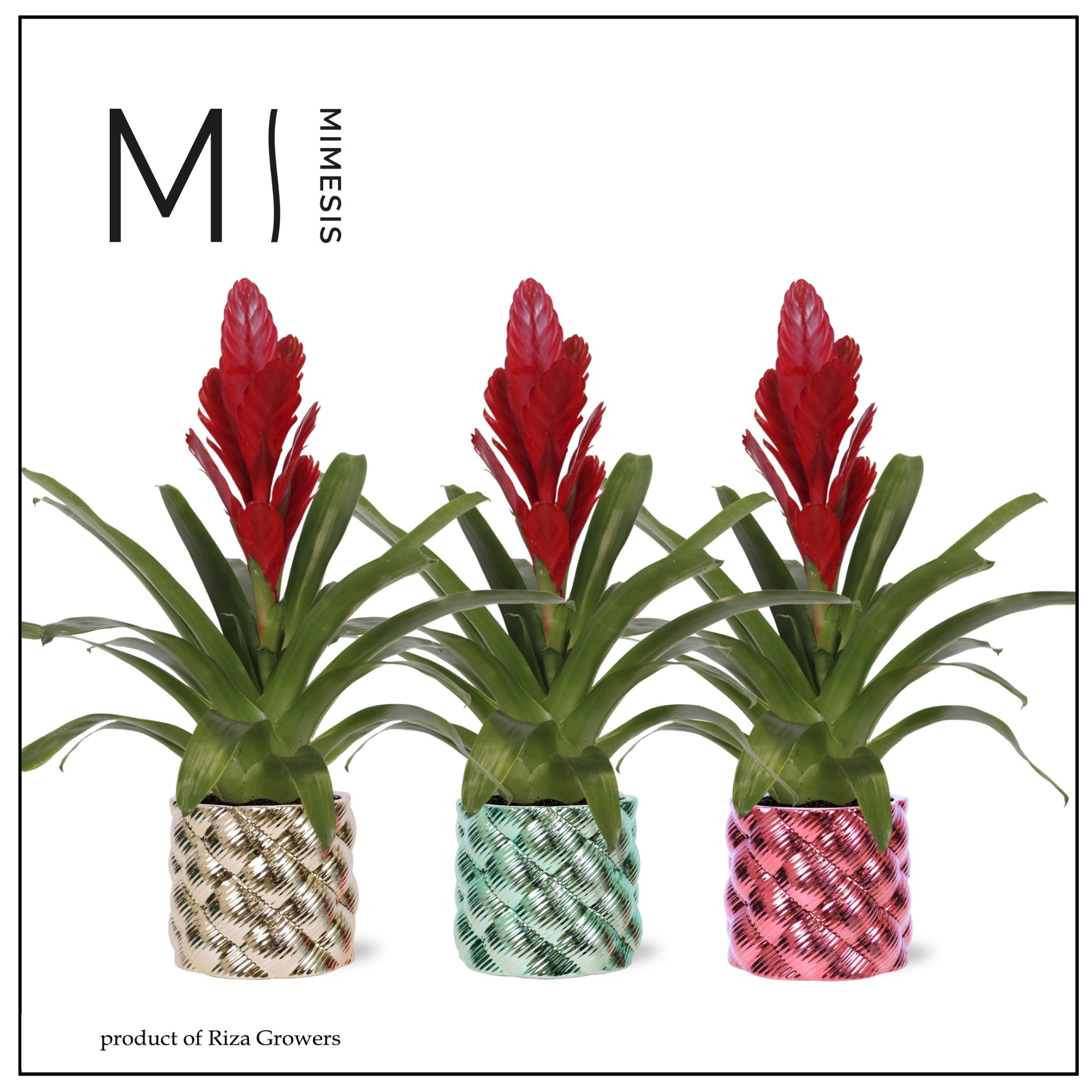 Vriesea Intenso Red - 12cm in Wales | Mimesis, D 12