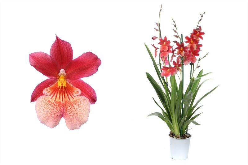 Cambria p12 Nelly Isler 3T24+, D 12